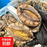 活冻七彩半壳鲍鱼 1斤9-10粒袋装新鲜 鲍鱼火锅食材贝类海鲜 七彩半壳鲍鱼1斤装【9-10粒】
