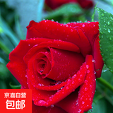 基地直发8年玫瑰老根老桩四季开花月季花苗室内阳台盆栽大花浓香 红玫瑰包对版四季开花【一颗 云南8年老桩 不含盆