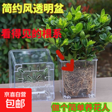 亚克力正方形透明花盆塑料种植盆水培透气加厚蝴蝶兰专用控根盆 3号12.5*11*13cm【送托盘】 1个装