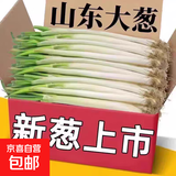 正宗山东大葱铁杆长葱好吃新鲜脆甜香章丘大葱葱头当季蔬菜可生吃 1斤【源头直采包邮】