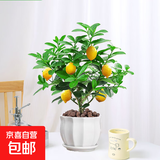 香水柠檬树苗水果盆栽可食用驱蚊浓香好养阳台四季花卉室内绿植物 香水柠檬树+莲花瓷盆（全国可种）