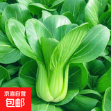 蔬菜种子大全黄瓜菠菜小白菜花卉四季蔬菜简单种植菜园阳台种植 苏州青种子20克