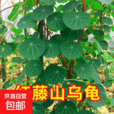 山乌龟植物金不换盆栽红藤血藤水培盆景爬藤室内桌面多肉绿植花卉 直径10厘米1个红藤山乌龟+赠品