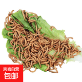面包虫黄粉虫宠物鸟类鱼类活饲料零食面包虫批发活的面包虫 1000条