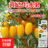 【京东物流】番茄种子盆栽番茄阳台盆栽农家田园大全各种各样 黄妃2号番茄种子2包约400粒