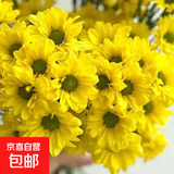 【七彩小雏菊】鲜切花混搭混色多头鲜花插瓶水养花期长七夕礼物 黄色小雏菊50CM5枝