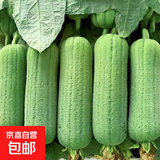 新鲜肉丝瓜短胖丝瓜青棒丝瓜现摘整箱批发蔬菜夏季解暑减肥 2斤 带箱