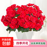 丽格海棠重瓣大花盆栽红玫瑰室内客厅阳台四季开净化空气好养花卉 【四季开花】红色 丽格海棠带花苞 不含盆