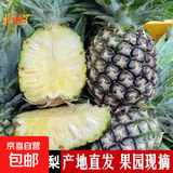 云南黑钻凤梨手撕黑凤梨无眼非菠萝新鲜水果酸甜可口现摘现发 1个装 单果1.3斤起