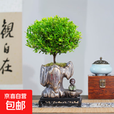 小叶赤楠老桩苗紫檀微景观水培办公室四季好养金丝楠木绿植 小叶赤楠+假山静字盆+苔藓+复古底座