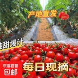 千禧圣女果新鲜小番茄樱桃小柿子孕妇水果现摘现发新鲜蔬菜 新鲜圣女果 300g 带箱
