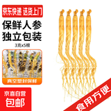 新鲜人参 3g/根 保鲜人参 真空塑封鲜参东北人参泡酒炖汤材料 5根