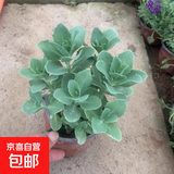 八宝景天花苗盆栽多年生耐热耐寒室外阳台庭院花卉绿植耐旱宿根花 八宝景天小盆