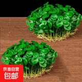 铜钱草水培盆栽室内室外花卉金钱草绿植吸绿植花草植物 铜钱草2盆（不含盆）