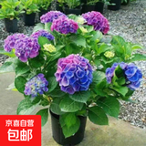 绣球花苗盆栽庭院花八仙花盆栽绣球花大苗无尽夏绣球室卉室外庭院 孔雀蓝【5号】原土发货【当年开花】