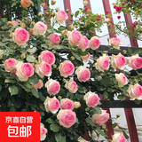 爬藤植物藤本月季花苗四季花卉浓香型玫瑰盆栽庭院阳台蔷薇花苗 粉色龙沙宝石 带土发货 15-25厘米高