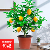 香水柠檬树苗水果盆栽可食用驱蚊浓香好养阳台四季花卉室内绿植物 香水柠檬树40-50cm(原土带叶 全国可种)