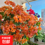 重瓣三角梅苗盆栽地栽花卉老桩室内阳台庭院爬藤植物四季开花 绿叶橙【花期带花原盆原土发货】