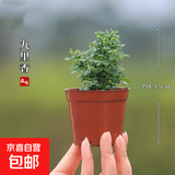 各类小盆栽绿植素材苗 小叶赤楠造景微景观植物盆景 达摩九里香(小苗)-不含盆