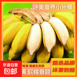 小米蕉软糯香甜自然种植宗坤甜糯正宗小米蕉薄皮手指水果 带箱9斤