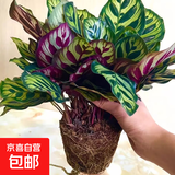 彩虹竹芋盆栽水培孔雀竹芋彩叶绿植物花卉室内夏季天除甲醛好养活 110#孔雀竹芋13-15片叶(原盆）