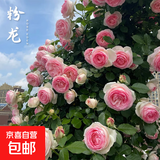 藤本月季爬藤大苗蔷薇花大苗特大花庭院爬墙植物四季开花浓香盆栽 粉龙【150CM—160CM高发货】