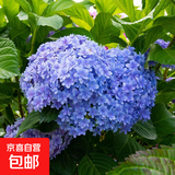 绣球花苗盆栽庭院花八仙花盆栽绣球花大苗无尽夏绣球室卉室外庭院 花手鞠【8号】原土发货【当年开花】