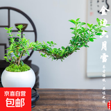 【禅意】悬崖金边六月雪带陶瓷盆小盆景植物办公室内绿植盆栽盆景 悬崖六月雪+白瓷盆+圆底座+苔藓