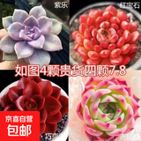 多肉植物精选图片品种发货照图办公室室内阳台桌面图片品种指定品 紫珍珠+红宝石+巧克力+吉娃+盆土