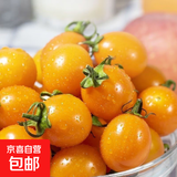 京喜加夏日阳光小番茄黄色迷恋圣女果即食水果小柿子现摘现发减肥 黄色圣女果五斤装
