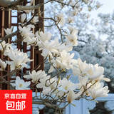 玉兰花树苗带花苞盆栽适合家门口种的大树庭院耐寒紫白广玉兰花卉 【白玉兰】2cm粗，高度1.2米左右