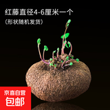 山乌龟植物金不换盆栽红藤血藤水培盆景爬藤室内桌面多肉绿植花卉 直径4-6厘米1个红藤山乌龟+赠品