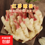 山东红芽姜嫩姜仔姜新鲜现挖生姜芽子姜 产地直发 带箱5斤