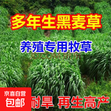 进口牧草种子多年生黑麦草鱼草喂养鸡鸭鹅猪牛羊种籽 【耐寒耐旱】多年生黑麦草种子 500克（更实惠）