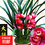 兰花苗盆栽墨兰建兰惠兰四季开花好养浓香型客厅室内观赏花卉绿植 21【大将军】 3苗连体【送肥】明年开花