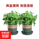 柠檬薄荷盆栽新鲜可食用薄荷叶苗驱蚊草水培好养花卉室内绿植物 原土薄荷+加仑盆+肥料二盆装 不含盆