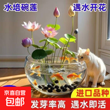 碗莲种子睡莲根快水培花卉绿植盆栽荷花睡莲子种子四季播种开花 混色碗莲30粒+营养液+玻璃盆