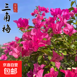 重瓣三角梅苗盆栽地栽花卉老桩室内阳台庭院爬藤植物四季开花 同安红色【花期带花原盆原土发货】