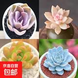 多肉植物精选图片品种发货照图办公室室内阳台桌面图片品种指定品 紫珍珠+淡雪+黄丽+蓝鸟+盆土