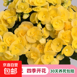 丽格海棠重瓣大花盆栽红玫瑰室内客厅阳台四季开净化空气好养花卉 【主图同款】黄色 丽格海棠带花苞 不含盆