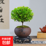 小叶赤楠老桩苗紫檀微景观水培办公室四季好养金丝楠木绿植 小叶赤楠+紫砂舍得盆+苔藓+复古底座