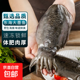 大墨鱼 鱼 鲜活冷冻舟山海捕东海特大目鱼乌贼海鲜水产非墨鱼仔 墨鱼 3斤(净重)