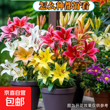 百合花种球香水百合四季开花好养活花卉植物室内外耐寒花苗盆栽 【进口2颗】百合花种球混搭+肥料