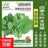 蔬菜种子四季播盆栽阳台庭院香菜生菜菠菜萝卜葱简单易种籽孑大全 四季大叶木耳菜约100粒