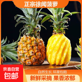 正宗徐闻香水菠萝新鲜菠萝水果带皮整箱香水小菠萝凤梨坏果包赔 中果1.3斤-1.7斤3-4个 净重5斤