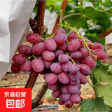 现摘云南新鲜克伦生无籽提红提葡萄生鲜提子水果肉多多礼盒 克伦生无籽提1斤/箱(净重)