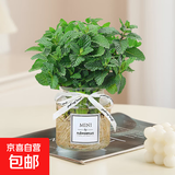 薄荷盆栽可食用大苗水培室内驱蚊绿植迷迭香香草植物柠檬猫薄荷 精品中盆薄荷+透明MINI玻璃瓶