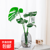 开背龟背竹水培室内客厅绿植盆栽四季好养办公室桌面水养植物花卉 精品龟背竹+椭圆灰晶瓶+卡片 整体（高50-60cm）（带吊卡）