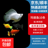 玛丽鱼胎生鱼皮球月光鱼小型鱼活体热带观赏鱼米奇鱼孔雀鱼耐养 玛丽鱼10条含2条备损
