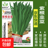 蔬菜种子四季播盆栽阳台庭院香菜生菜菠菜萝卜葱简单易种籽孑大全 紫根韭菜约300粒